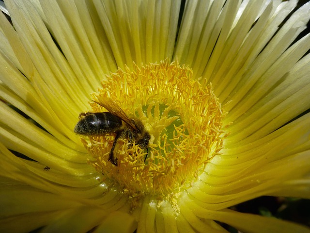Free Flower Nature photo and picture