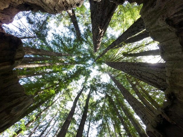 Free Tree Nature photo and picture