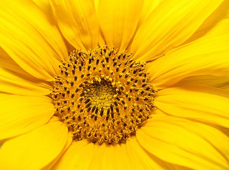 Macro De Floarea Soarelui