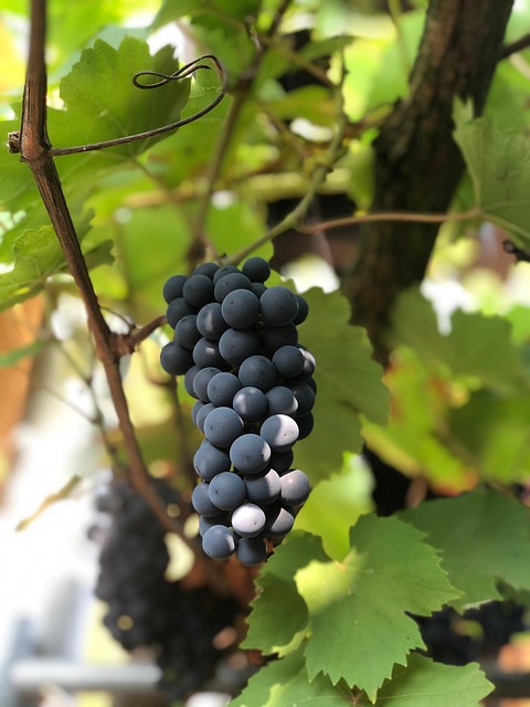 Free Grape Fruit photo and picture