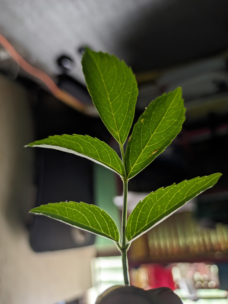 Ensemble De Feuilles Vert Foncé | Photo Gratuite