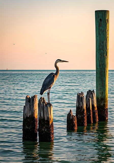Download free HD stock image of Ai Generated Heron Free ai generated heron ocean illustration