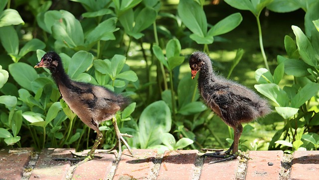 Download free HD stock image of Moorhen Rattle Free Moorhen Rattle photo and picture