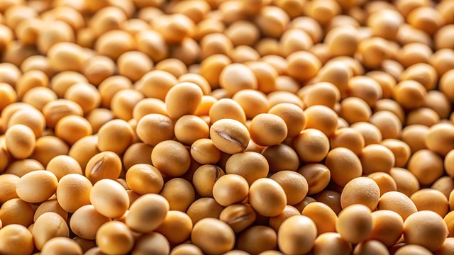 Free ai generated soy grains illustration
