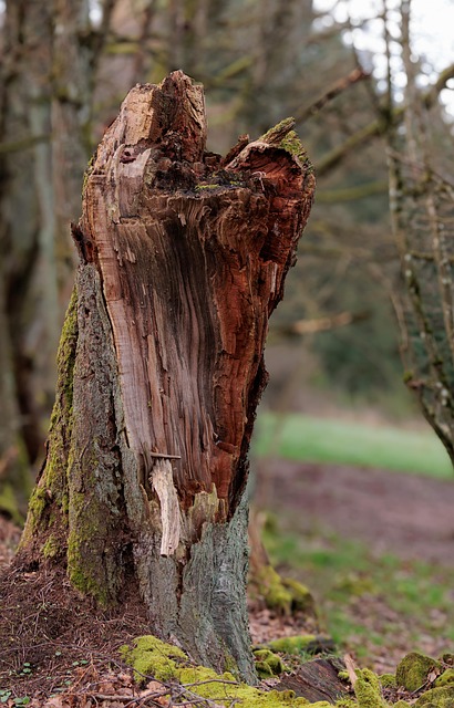 Free Baum Wald photo and picture