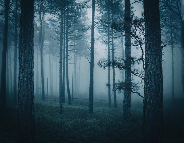 Free ai generated trees foggy forest illustration