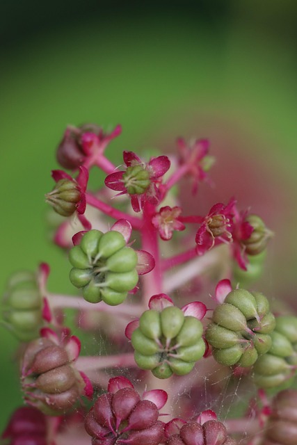 Free Nature Flora photo and picture