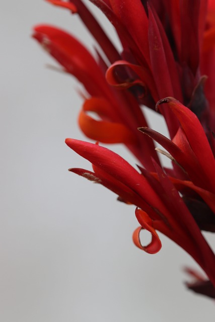 Free Red Grey photo and picture