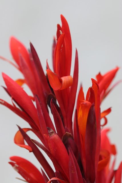 Free Red Nature photo and picture