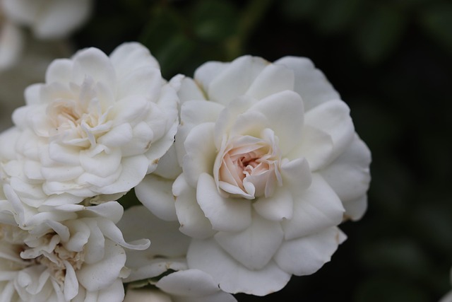 Free Rose Flower photo and picture