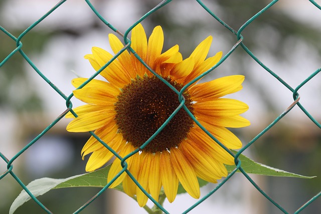 Free Sunflower Nature photo and picture