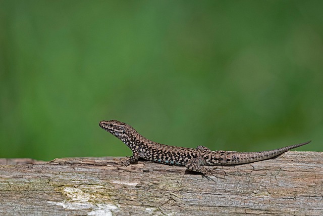 Free Common Wall Lizard Lizard photo and picture