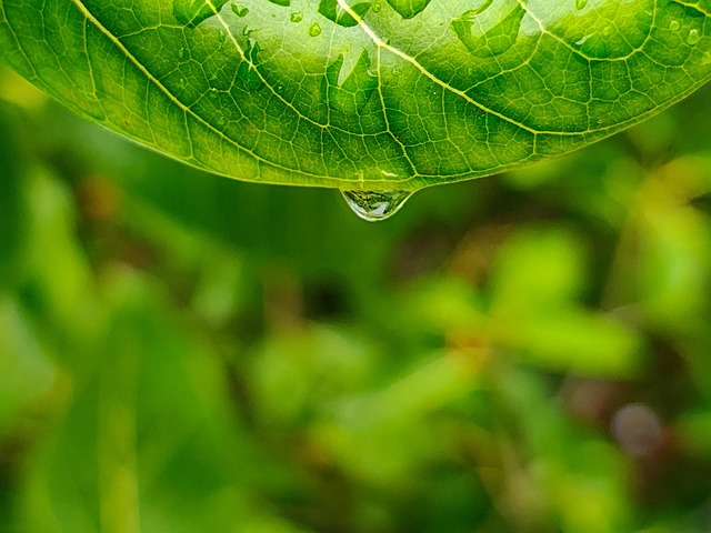 Free ai generated leaf water illustration