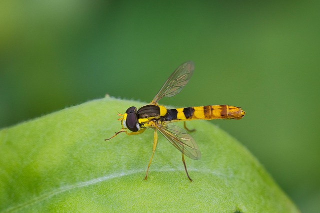 Free Long Hoverfly Insect photo and picture