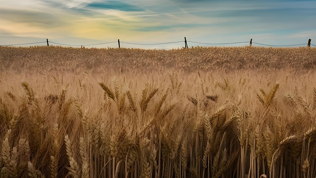 Free ai generated wheat field illustration