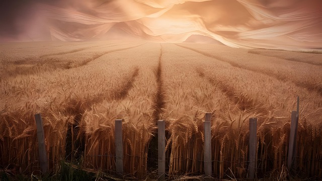 Ai Generado, Trigo, Campo, Agricultura