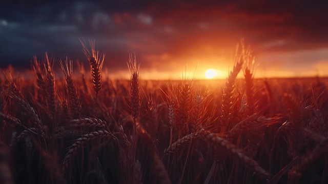 Free ai generated wheat field wheat illustration