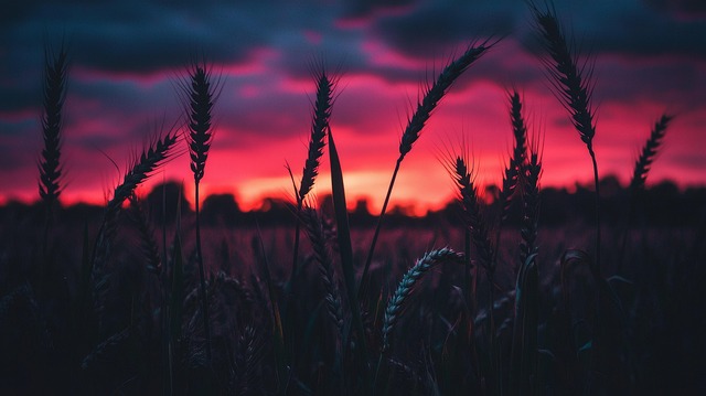 Free ai generated dark wheat field sunset illustration