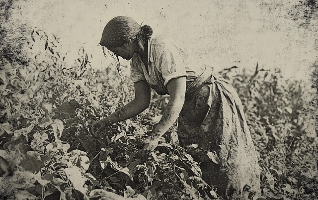 Free ai generated woman field illustration