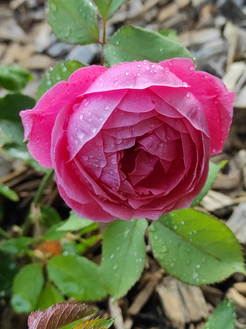 Rose Blossom Bloom - Free photo on Pixabay