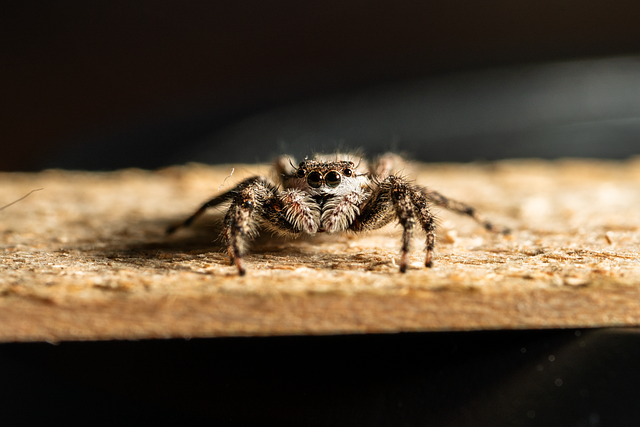 Free jumping spider insect spider illustration