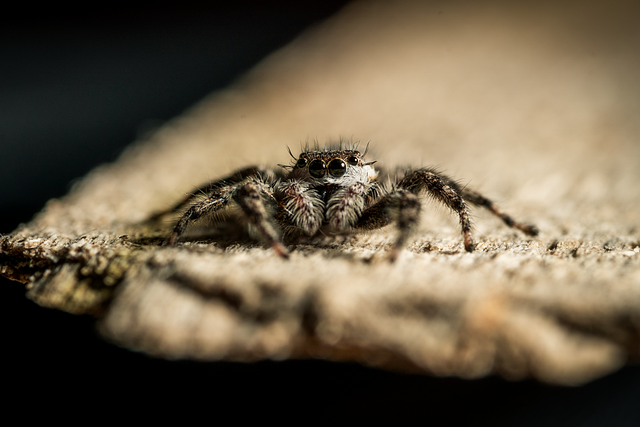 Download free HD stock image of Jumping Spider Insect Free jumping spider insect spider illustration