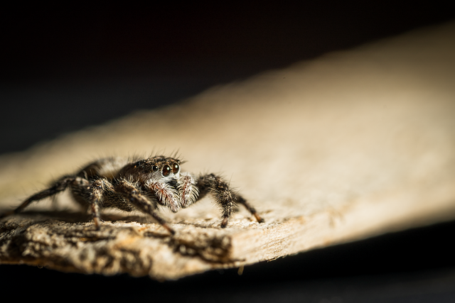 Download free HD stock image of Jumping Spider Arachnid Free jumping spider arachnid insect illustration