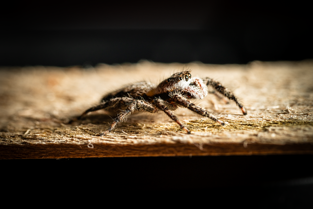Download free HD stock image of Jumping Spider Insect Free jumping spider insect spider illustration