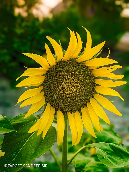 Sunflower Nature 4K - Free photo on Pixabay - Pixabay