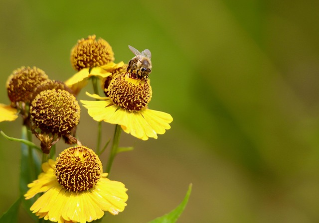 Free Helenium Beautiful Flowers photo and picture