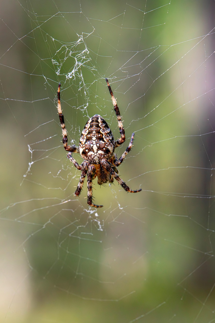 Fauna Silvestre Arácnido Araña - Foto gratis en Pixabay - Pixabay
