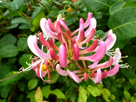 Free Honeysuckle British Wild Flower illustration and picture