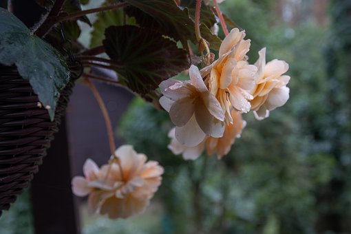 Free Begonia Rain photo and picture