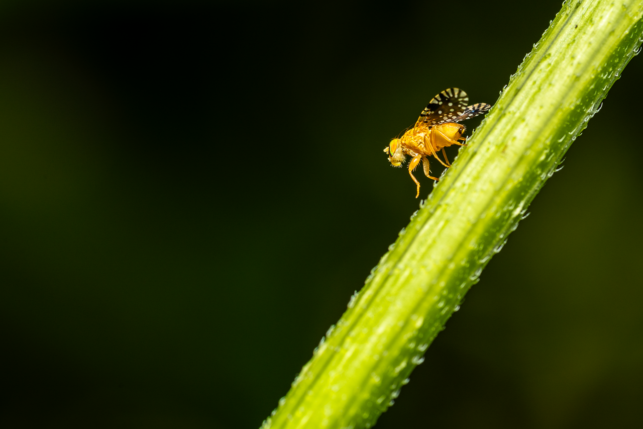 Fly Buds Insect Fly Insect Bug - Free photo on Pixabay - Pixabay