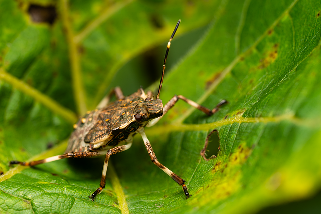 Free stink bug bug insect illustration