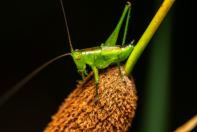 Free grasshopper insect nature illustration