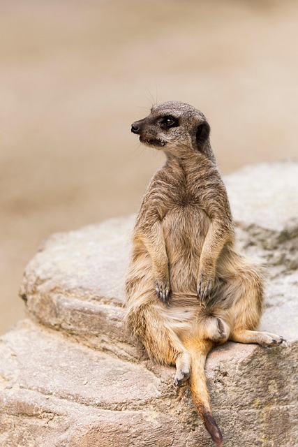Free Meerkat Animal photo and picture