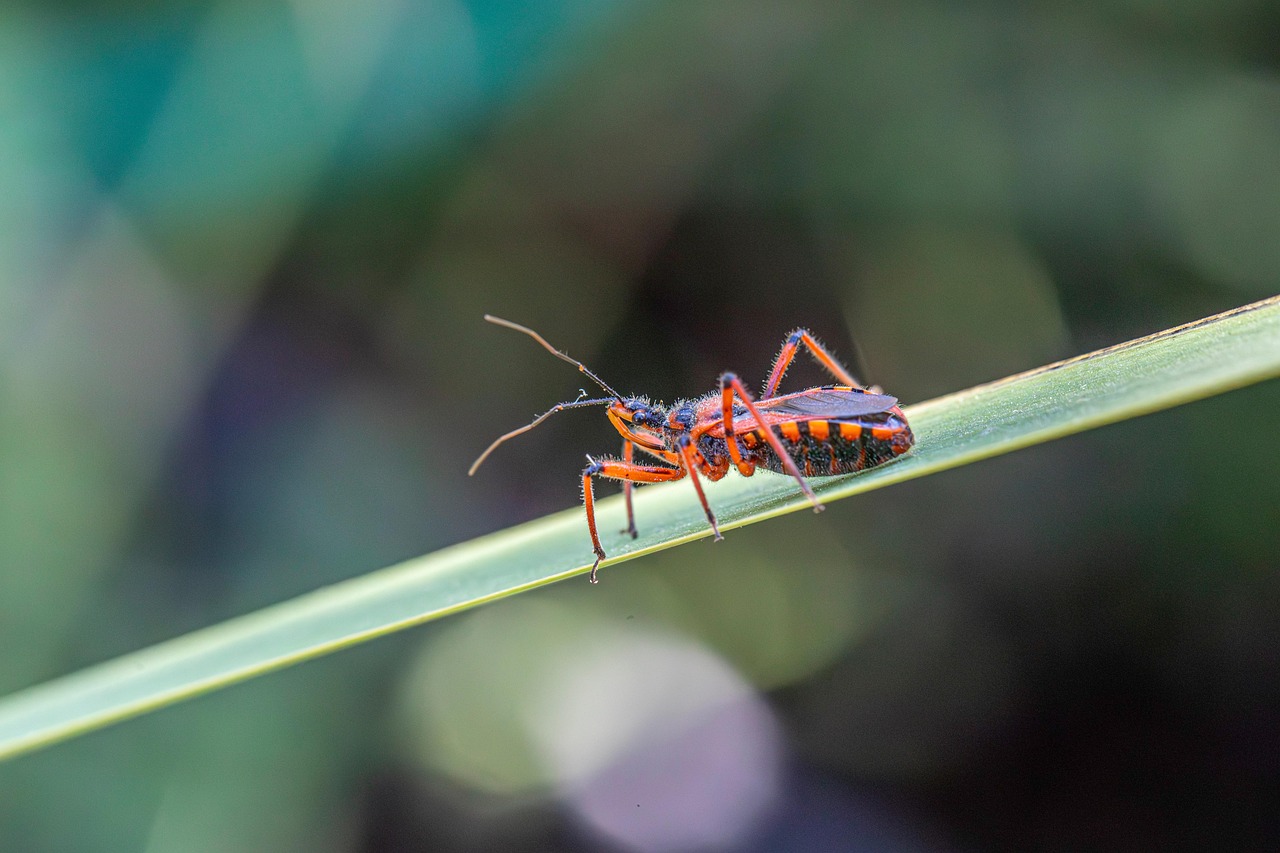 Insect Bug Entomology - Free photo on Pixabay - Pixabay