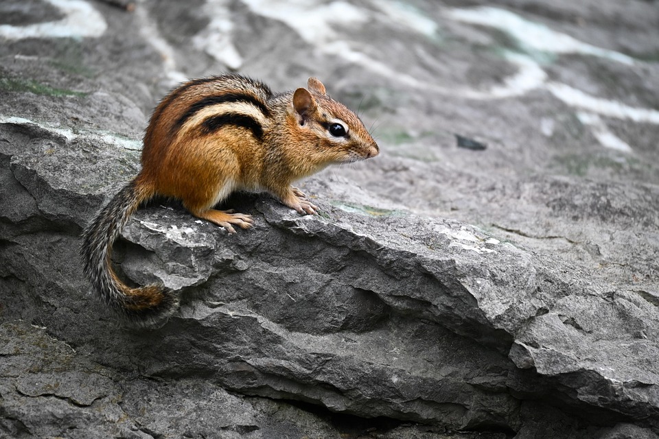 Chipmunk Rock Nature - Free photo on Pixabay