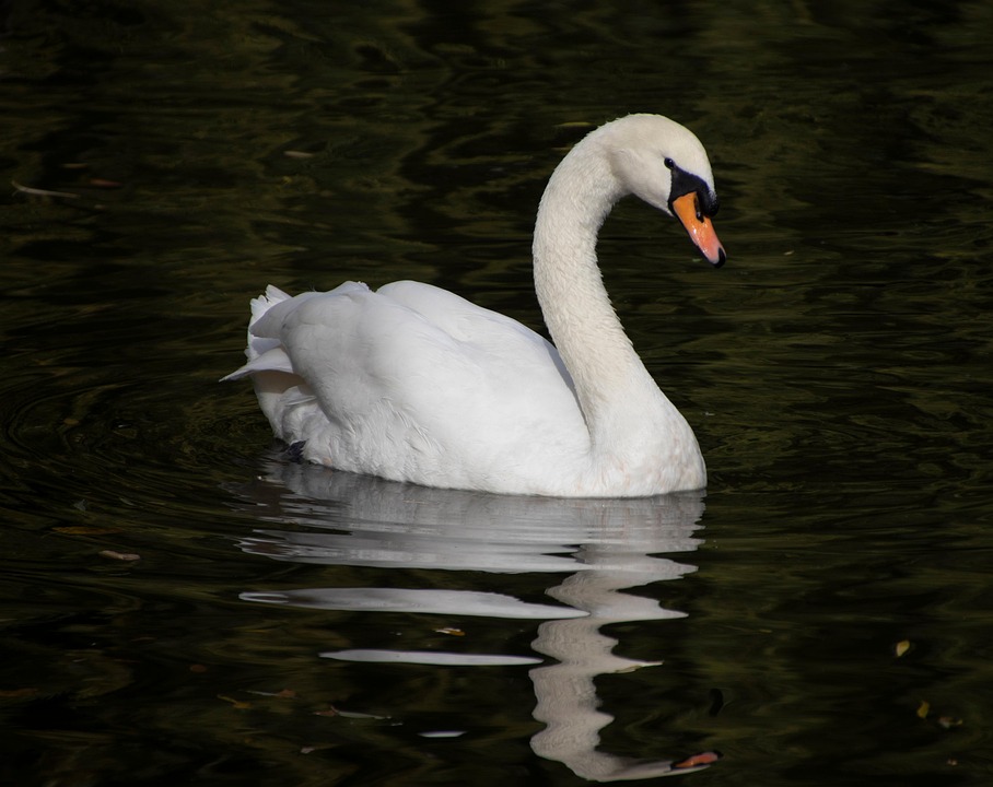 White Swan Bird Free photo on