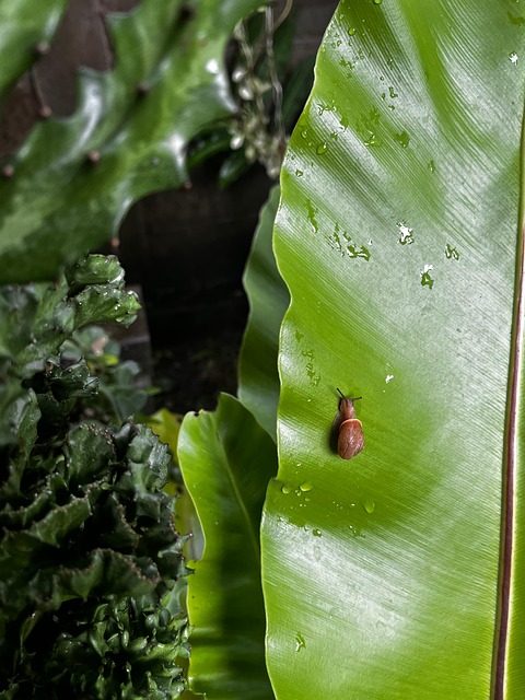 Free Snail Animal photo and picture