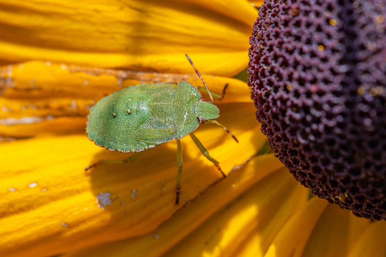 Bug Inseto Bug Do Escudo Verde Besouro Inseto - Foto gratuita no Pixabay