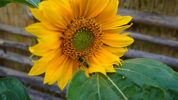 Free Sunflower Bee photo and picture