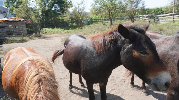 Free Horse Animal photo and picture
