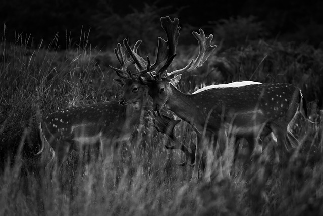 Free Deer Nature photo and picture