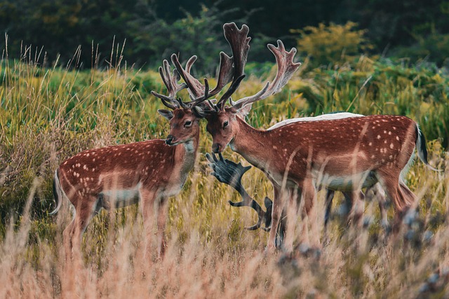 Free Deer Buck photo and picture