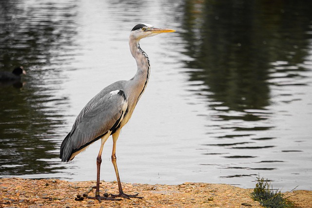 Free Heron Bird photo and picture