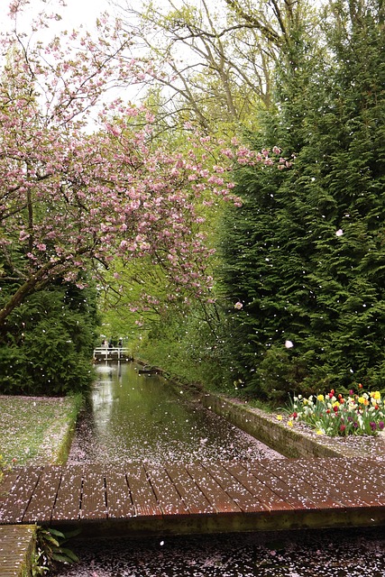 Keukenhof, Natur, Holland, Garten, Blume