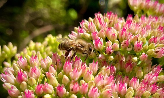 Free Honey Bee Flower photo and picture