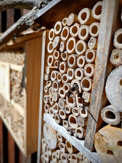 Free Insect Hotel Bee Hotel photo and picture